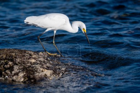 A Great White Egret Profile Standing On The Seashore Hunting For Fish