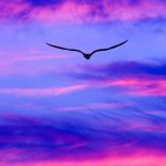 A Bird Silhouette Is Soaring Above The Colorful Clouds At Sunset