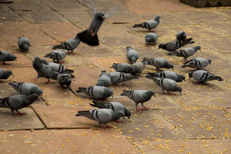 Téléchargez les photos : Beaucoup de pigeons se rassemblent pour se nourrir devant le fort d'Amber, en Inde - en image libre de droit