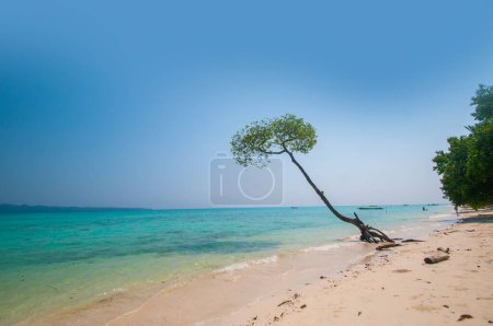 Téléchargez les photos : Mangrove sur la plage de Vijaynagar à Havelock Island, Andaman et Nicobar, Inde - en image libre de droit