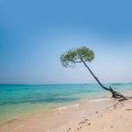 Mangrove tree at Vijaynagar beach at Havelock island, Andaman and Nicobar, India