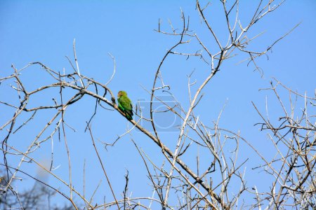 Foto de A green parrot sits on a leafless branch against a blue sky. The background is blurred - Imagen libre de derechos