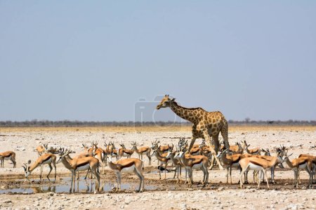 Foto de En la sabana namibia, una jirafa y una manada de antílopes beben agua en un abrevadero y sacian su sed. Continente africano. La naturaleza salvaje - Imagen libre de derechos