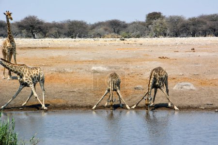 Foto de Una pequeña manada de jirafas adultas vino a beber en un lago en la sabana namibia. Naturaleza salvaje de África - Imagen libre de derechos