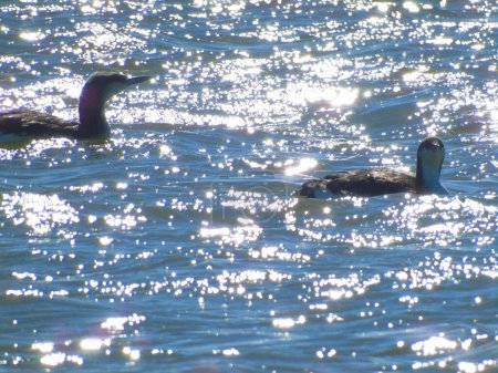 Photo for Two loons seabirds swim on the sea waves that sparkle in the sun. Bright sunny day - Royalty Free Image