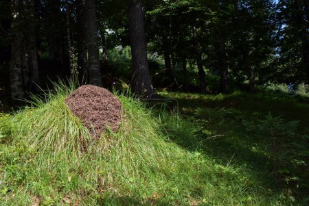 Photo for A view of a large anthill in the middle of a lush green spruce and pine forest, with green grass covering the forest floor - Royalty Free Image
