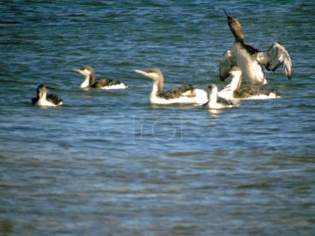 Photo for Loons wading birds swim on calm sea waves. The natural environment of birds - Royalty Free Image