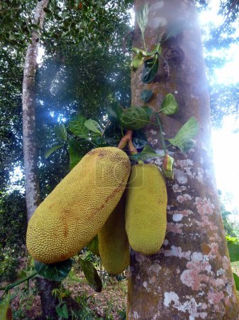 Photo for Several large ripe jackfruit fruits on a breadfruit tree in the forest. The surrounding nature of Asia - Royalty Free Image