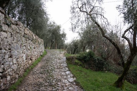 Photo for Old stony empty road near brick wall in perspective near olive orchard - Royalty Free Image