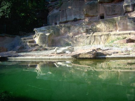 Téléchargez les photos : Un ours blanc polaire se trouve dans le zoo près d'un étang sous une roche et se repose - en image libre de droit