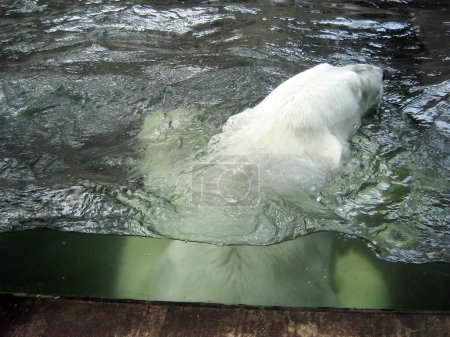 Téléchargez les photos : Un ours polaire nage dans un étang dans un enclos dans un zoo. Vue rapprochée - en image libre de droit