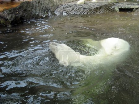 Téléchargez les photos : Un ours polaire nage dans un étang dans un enclos dans un zoo. Vue rapprochée - en image libre de droit