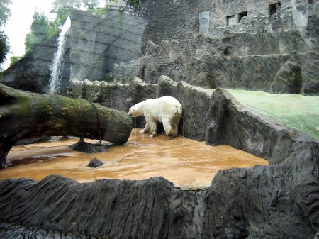 Téléchargez les photos : Un ours polaire se promène dans une enceinte de zoo près des décorations et d'un arbre tombé. Vue à travers verre de protection - en image libre de droit