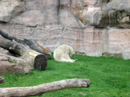 Téléchargez les photos : Un ours polaire est assis dans une enceinte dans un zoo près d'un arbre tombé sur l'herbe sur un fond de roche - en image libre de droit