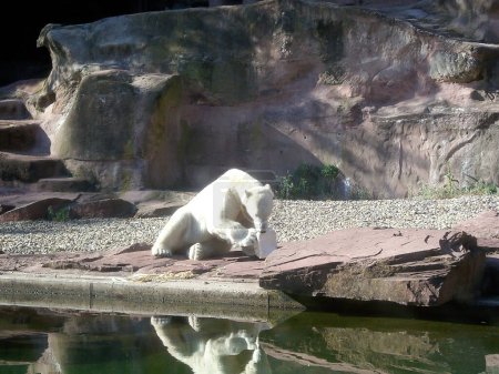 Téléchargez les photos : Un ours polaire se trouve dans le zoo près d'un étang sous un rocher et joue avec un jouet - en image libre de droit