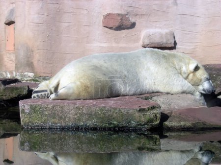 Téléchargez les photos : Ours blanc polaire se trouve dans le zoo près de l'étang sur les pierres et dort se prélasser au soleil - en image libre de droit