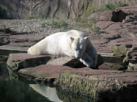 Téléchargez les photos : Un ours polaire se trouve dans le zoo près d'un étang sous une roche et se repose en regardant dans l'eau - en image libre de droit