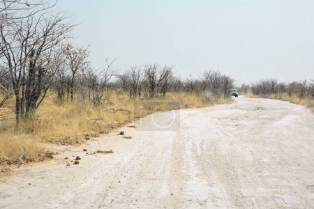 Ein Auto fährt perspektivisch einen breiten Feldweg in der Wüste entlang. Eine Reise durch trockenes Land. Klimawandel