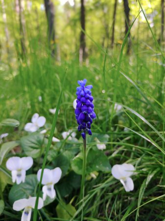 Muscari botryoides flowers grow on a background of grass in a park close-up. The background is blurred.