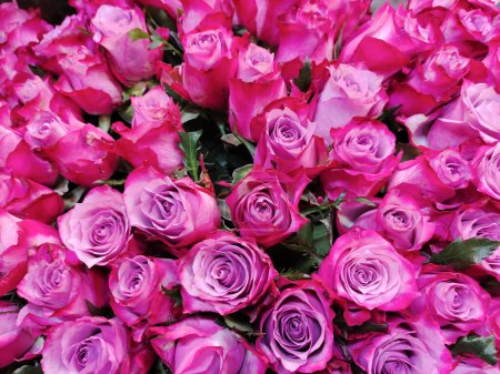 Téléchargez les photos : Image de fond de rose rose boutons floraux gros plan. Fond naturel festif - en image libre de droit