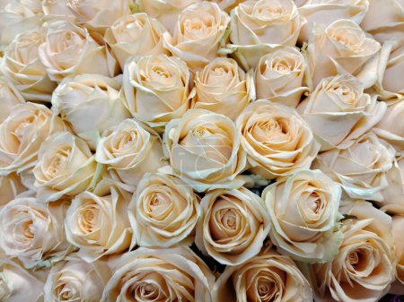 Téléchargez les photos : Image de fond de boutons de fleurs rose crème gros plan. Fond naturel festif - en image libre de droit
