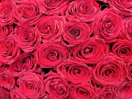 Téléchargez les photos : Image de fond de boutons de fleurs de rose rouge gros plan. Fond naturel festif - en image libre de droit