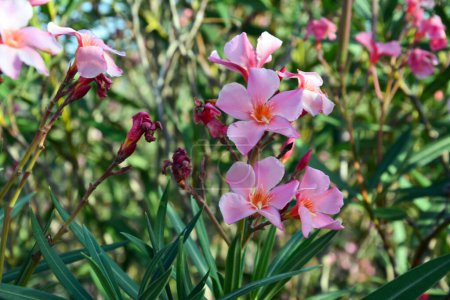 Bright pink oleander flowers bloom on a bush in the park. Natural floral background