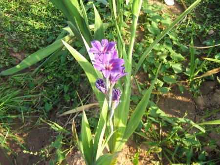 Purple gladiolus flowers surrounded by green leaves in a flower bed in a city park