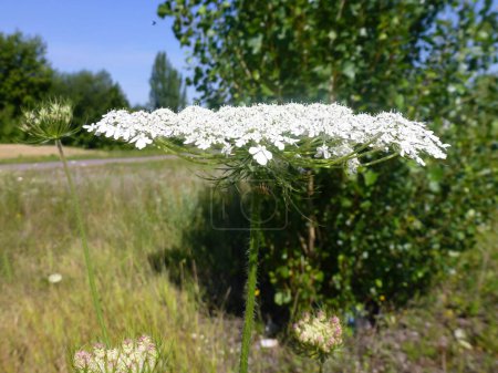 Wild ordinary white carrot seed flower on blurred background of field and bushes