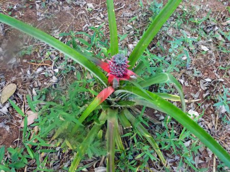Red pineapple growing on a bush on the ground in a plantation. Top view. Natural floral background and environment