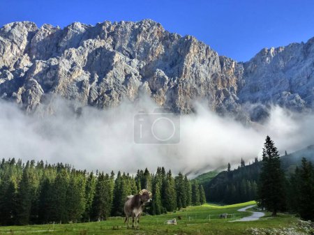 A picturesque view of a mountain pasture with cows grazing in the foreground. Rocky mountains, forest and blue sky rise behind