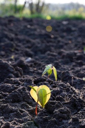 Foto de Un pequeño brote joven con brotes de hojas en suelo suelto y seco. El fondo está borroso. Calentamiento global y cambio climático de la Tierra - Imagen libre de derechos