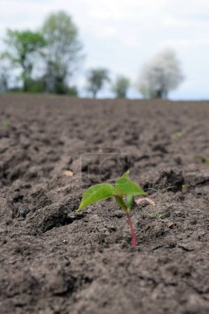 Foto de Un pequeño brote joven con brotes de hojas en suelo suelto y seco. El fondo está borroso. Calentamiento global y cambio climático de la Tierra - Imagen libre de derechos