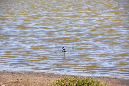 A lone lapwing bird walks on the water near the shore. Minimalism in a natural background