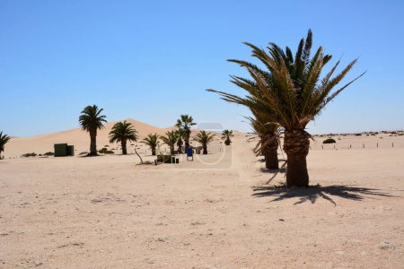 A small desert oasis with a few palm trees, a resting place and distant dunes under a blue sky