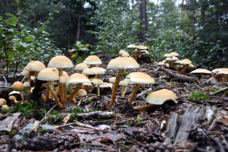 Many poisonous mushrooms in a forest glade. A close-up view from a low angle. The background is blurred