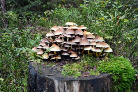 Many poisonous mushrooms grew on a tree stump in a forest glade. A close-up view from a low angle. The background is blurred
