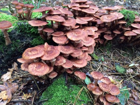 Many poisonous mushrooms in a forest glade. A close-up view from a low angle. The background is blurred