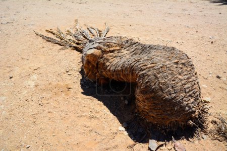 Eine kaputte Palme liegt im gelben Sand der Wüste unter sengender Sonne. Klima und Austrocknung des Planeten beseitigen