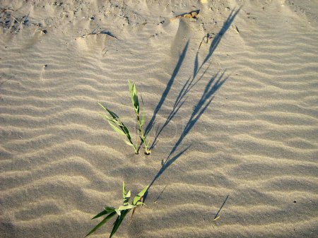 Einzelne Grassorten wachsen im Wüstensand. Blick von oben. Klima und Austrocknung des Planeten beseitigen