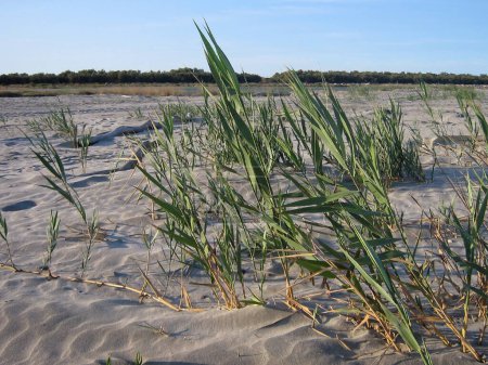 Auf dem Sand der Wüste wachsen unter klarem Himmel Grasbüsche. Klima und Austrocknung des Planeten beseitigen