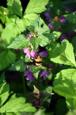 A bumblebee sits on a dead nettle, lamium purpureum. Selective focus and macro photo of summer nature. Back green grass background blurred