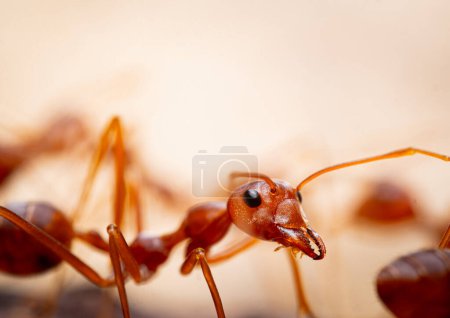 Téléchargez les photos : Les fourmis rouges ou Oecophylla smaragdina de la famille des Formicidae ont trouvé leurs nids dans la nature en les enveloppant dans des feuilles. fourmi rouge visage macro animal ou insecte vie - en image libre de droit