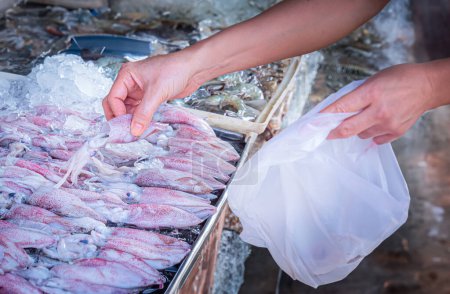 Die Hände der Menschen kaufen auf einem Pick-up-Truck auf einem frischen Markt Meeresfrüchte wie Tintenfische ein. Es gibt Eis, um die Temperatur aufrecht zu erhalten. Jede Menge Tintenfische auf dem Frischemarkt.