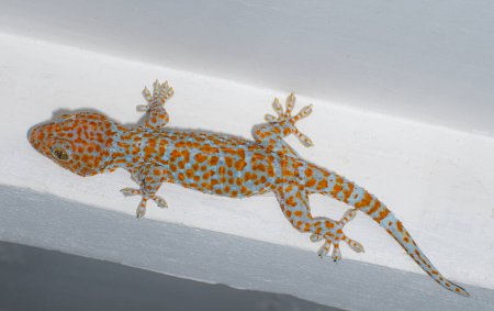 Téléchargez les photos : Gecko peau grise à pois orange. île au plafond Attendez que les insectes mangent la nuit. reptile nocturne - en image libre de droit