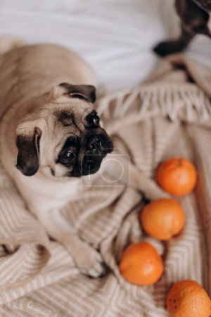 a cute pug is lying on a bed on a blanket next to tangerines