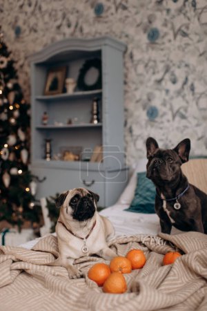 cute funny pug and gray french bulldog on the background of festively decorated room for Christmas near the tree
