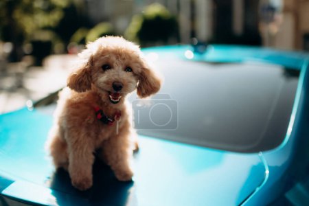 small cute red poodle sitting on the hood of a blue car close-up