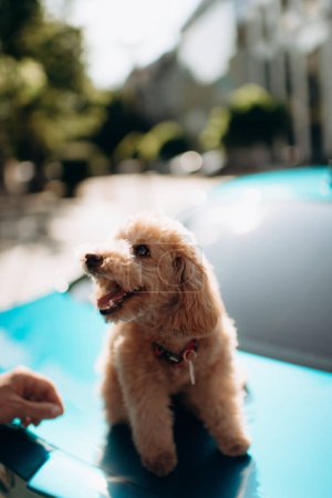 small cute red poodle sitting on the hood of a blue car close-up