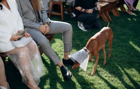 a dog in a collar sniffs the feet of guests, festively dressed people sitting at a wedding ceremony
